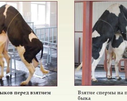 Regole per prelevare lo sperma da un toro e come valutare la qualità dello sperma, condizioni di conservazione
