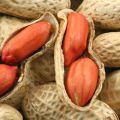 Descrizione delle varietà e dei tipi di arachidi, proprietà utili e nocive, semina e cura