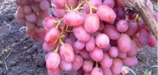 Description and characteristics of the Vodogray grape variety, pros and cons, cultivation