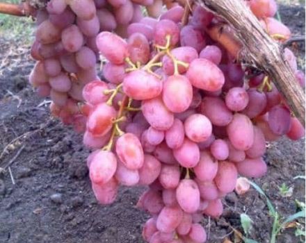 Descripción y características de la variedad de uva Vodogray, pros y contras, cultivo.