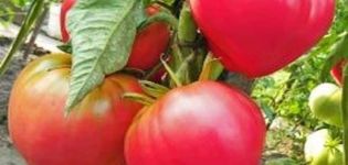 Descrizione della varietà di pomodoro Casco rosa, le sue caratteristiche