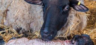 Co může a nemůže být krmeno ovcím po jehňatění a frekvenci jídla