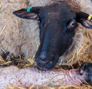 Những gì có thể và không thể cho cừu ăn sau khi cừu non và tần suất ăn