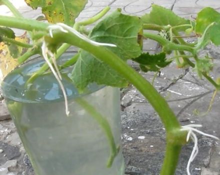 Come radicare i figliastri dei cetrioli usando il metodo di talea e propagazione per stratificazione?