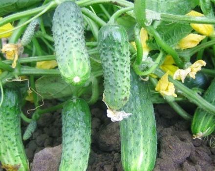 Description of the Eliza cucumber variety, features of cultivation and care