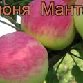 Descripció i característiques de la varietat d’estiu de pomeres Mantet, regles de plantació i cultiu