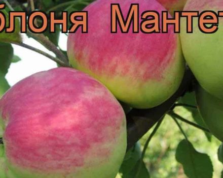 Mantet-omenapuiden kesälajikkeen kuvaus ja ominaisuudet, istutus- ja kasvatussäännöt