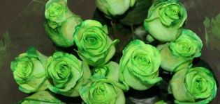 De bedste sorter af grønne roser, regler for dyrkning og pleje, en kombination