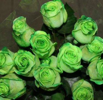 De bedste sorter af grønne roser, reglerne for dyrkning og pleje, en kombination
