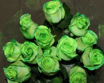 De bedste sorter af grønne roser, reglerne for dyrkning og pleje, en kombination