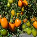 Golden Fleece domates çeşidinin özellikleri ve tanımı
