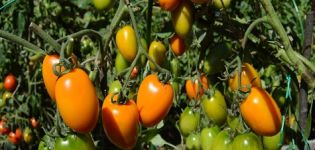 Characteristics and description of the tomato variety Golden Fleece