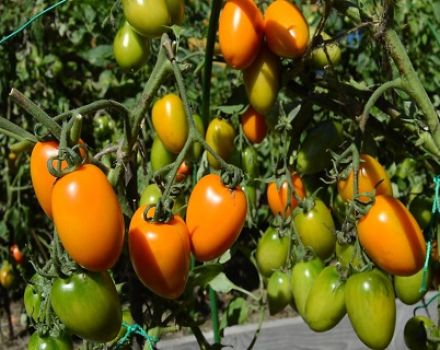 Karakteristike i opis sorte rajčice Zlatno runo