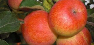 Περιγραφή και χαρακτηριστικά του δέντρου μήλων Gornist, φύτευση, καλλιέργεια και φροντίδα