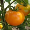 Description of the variety of tomato Golden Queen and its characteristics