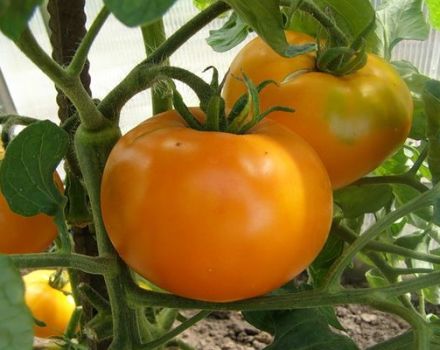 Descrierea varietății de tomate Golden Queen și caracteristicile acesteia