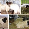 Beschrijving en kenmerken van het Kalmyk-schapenras, onderhoudsregels