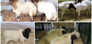 Descrizione e caratteristiche della razza ovina Kalmyk, regole di mantenimento
