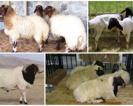 Kalmyk avių veislės aprašymas ir savybės, priežiūros taisyklės