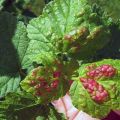 Ką daryti, jei ant vynuogių lapų atsiranda raudonos dėmės, kaip elgtis ir kaip gydyti