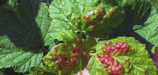 Cosa fare se compaiono macchie rosse sulle foglie dell'uva, come trattare e come trattare