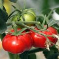 Χαρακτηριστικά και περιγραφή της ποικιλίας ντομάτας Θαύμα της αγοράς, η απόδοση της