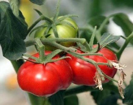 מאפיינים ותיאור של זן העגבניות נס השוק, התשואה שלו