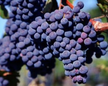 Descripción y características de la variedad de uva Carmenere, historia, cultivo y cuidados