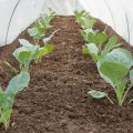 Kuinka kasvattaa ja hoitaa kaalia ulkona ja kasvihuoneessa