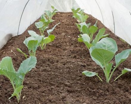 Cách trồng và chăm sóc bắp cải ngoài trời và trong nhà kính