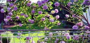 Descripció d'una rosa escaladora de la varietat Indigoletta, plantació i cura