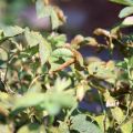 Motivele pentru care trandafirul alpin nu înflorește și cum să ajute planta