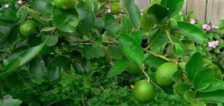 How to grow lime from stone at home, description of varieties