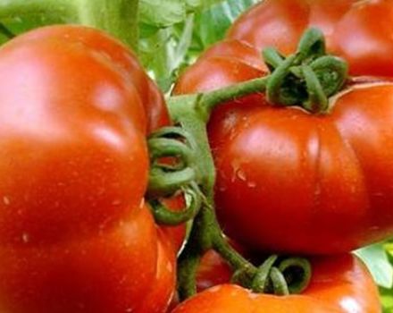 Popis a charakteristika potešenia z paradajok, produktivita
