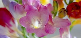 Planting, growing and caring for freesia outdoors