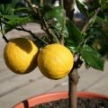 Jak a kdy transplantovat citron do jiného hrnce doma