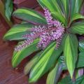 Description of Cordilina Fruicose kiwi, reproduction, planting and care at home