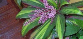 Beschreibung der Cordilina Fruicose Kiwi, Fortpflanzung, Pflanzung und Pflege zu Hause