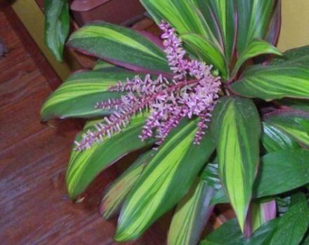 Beskrivning av Cordilina Fruicose kiwi, reproduktion, plantering och vård hemma