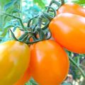 Doğu'nun Altın domates çeşidinin tanımı, özellikleri ve verimliliği
