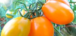 Opis sorte rajčice Zlato Istoka, njegove karakteristike i produktivnost