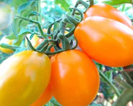 Beschrijving van de tomatenvariëteit Gold of the East, zijn kenmerken en productiviteit