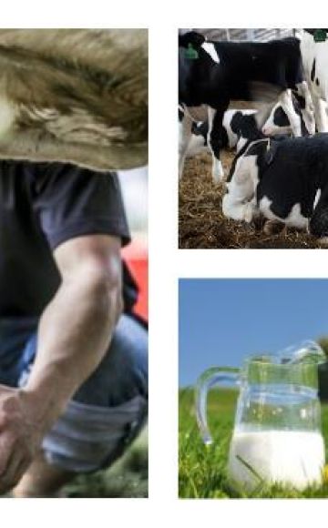 Hvor meget mælk giver en første kvige normalt, og hvad kan påvirke mælkeudbyttet