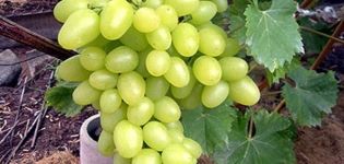 Arcadia vīnogu šķirnes apraksts un ražas īpašības, stādīšana un kopšana