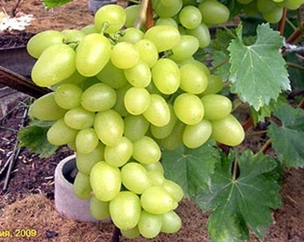 Description of the Arcadia grape variety and yield characteristics, planting and care