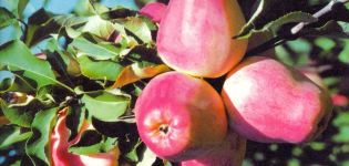 A Kandil Orlovsky almafa leírása és jellemzői, ültetés és gondozás