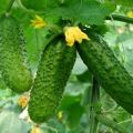 Característiques i descripció de la varietat de cogombre Masha, la seva plantació i cura