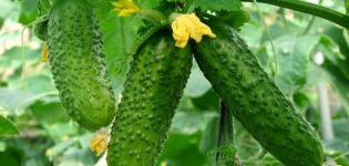 Eigenschaften und Beschreibung der Masha-Gurkensorte, deren Pflanzung und Pflege