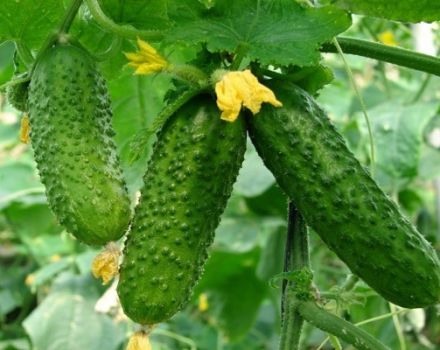 Kenmerken en beschrijving van de Masha-komkommervariëteit, hun aanplant en verzorging