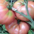 Tomaatti Pink Elephant -lajikkeen ominaisuudet ja kuvaus ja sen sato